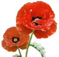 poppies